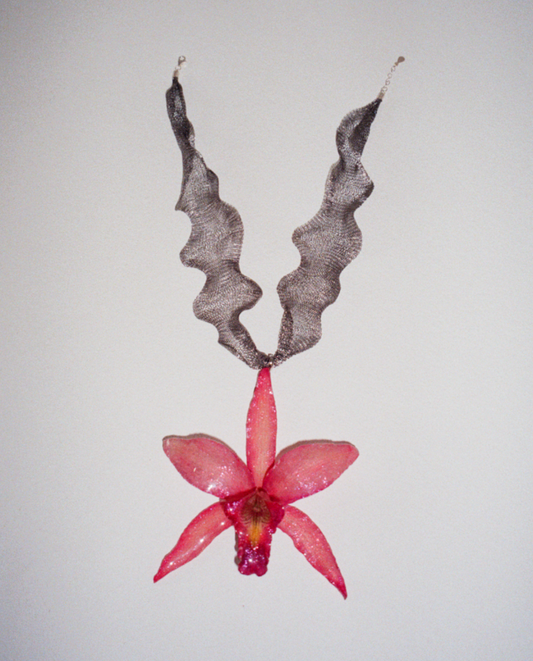 FAIRY GLITTERY (LAELIA SPECIOSA)